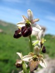 Ophrys Exaltata Ophrys Exaltata
