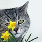 narcisi... narcisi...