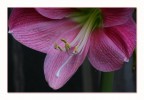 Amarillis Amarillis