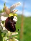 Ophrys Exaltata 2 Ophrys Exaltata 2