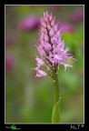 Orchis italica Orchis italica