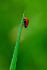 Nikon d80 con Sigma 150mm apo macro, 1/125 sec. f/9 con treppiede. Iso 400. Commenti e critiche gradite!