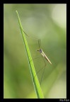 Tipula Oleracea Tipula Oleracea