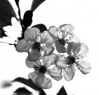 ...la mia fragile primavera ...la mia fragile primavera