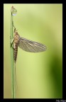 Siphlonurus Lacustris Siphlonurus Lacustris