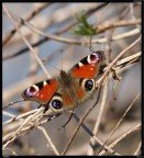 farfalla 2 farfalla 2