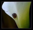 Calla con ospite Calla con ospite