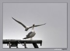 Conflitto aereo Conflitto aereo