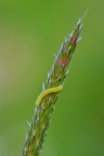 Solitario