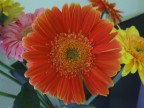 fiore fiore