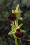 Il fiore di oggi 2 Il fiore di oggi 2