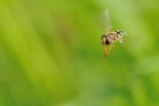In Volo