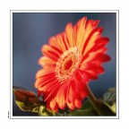 Perchè margherita è bella Perchè margherita è bella