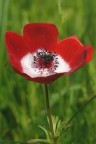 Anemone rosso II Anemone rosso II