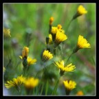 Lievemente Lievemente