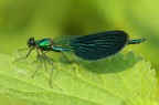 Calopteryx splendes Calopteryx splendes
