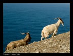 STOP RACISM...white or black...goats are always ... STOP RACISM...white or black...goats are always ...