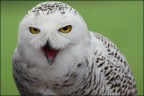 Gufo delle nevi Gufo delle nevi