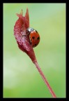 Coccinella Coccinella