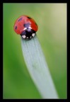 Coccinella Coccinella