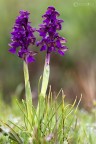 Salve a tutti ....vi chiedo aiuto nel riconoscimento di questa orchieda visto che mi piacciono fotografarle ma non conosco il loro nome ma devo iniziare a studiarle e riconoscerle.....perci vi chiedo aiuto perch so che qui ci sono esperti ...dove posso poi avere info sulle varie specie?
grazie a tutti