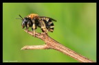 Colletes Succintus Colletes Succintus