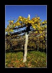 la vigna