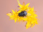 mosca