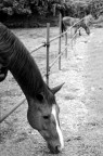 Ilford FP4

Milano, Cascina Sella Nuova