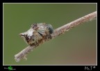 Il piccolo cacciatore!