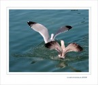 Nuoto sincronizzato....