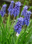 fiori viola... fiori viola...