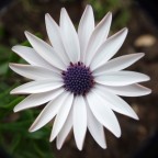 Prima quasi Macro con S5 Pro Prima quasi Macro con S5 Pro