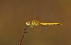 Sympetrum fonscolombii Sympetrum fonscolombii