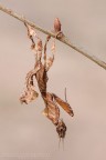 Phyllocrania paradoxa (Ghost Mantis) Phyllocrania paradoxa (Ghost Mantis)