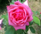 Rosa