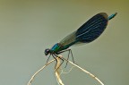 Calopteryx splendes Calopteryx splendes