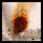 Oggi mi sento punk!! Oggi mi sento punk!!