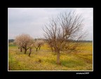 ...SPRING...