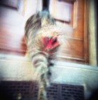 felino sperimentale felino sperimentale