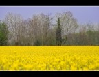 Colori di Primavera Colori di Primavera