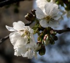 FIOR DI CILIEGIO FIOR DI CILIEGIO