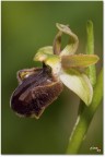 ophris sphegodes
orchidea spontanea pendici M.Baldo
sigma 180 macro iso 200 1/200 f 16 flash trepiede

(peccato la presenza del vento che nei momenti topici soffiava dispettoso)
ciao
gian