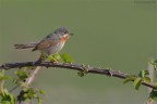 STERPAZZOLINA STERPAZZOLINA