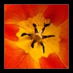 interno tulipano interno tulipano