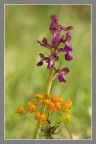 Orchidea Morio Orchidea Morio