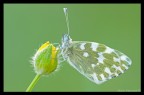 Pontia Edusa Alba