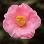 Camelia Camelia