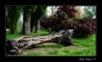 Il vecchio albero