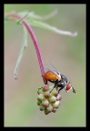Mosca Mosca
